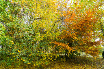 Fototapeta premium Autumn in the English countryside yellow colors