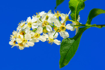 Flowers of bird cherry.Spring bouquet.