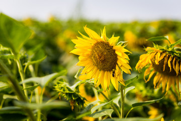 Sunflower field,field of blooming sunflowers on a background sunset,summer landscape,Bright yellow sunflowers and sun,Close up of sunflower against a field