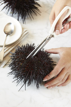 Extracting uni from sea urchin with scissors 