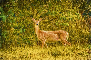 White Tail Deer
