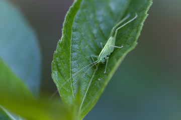 kleiner Grashüpfer