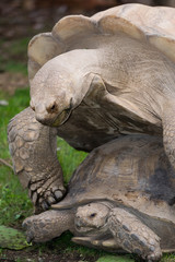 Male Tortoise Mounts Female for Breeding - Turtle Galapagos