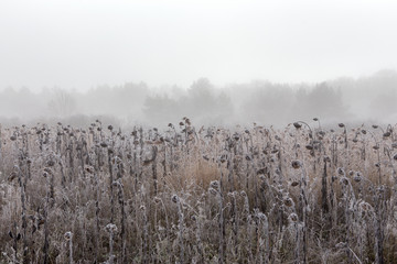 Gefrorenes Feld mit Sonnenblumen