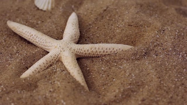 Starfish on the sand