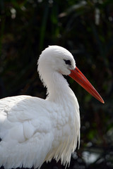 European White Stork Face/Close up of European white stork face