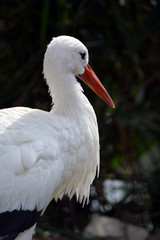 European white stork looking away/Close up of white stork looking away