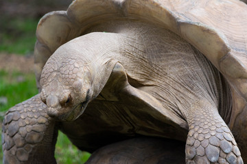 Female Galapagos Tortoise Turtle Portrait