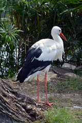 European White Stork/European white stork standing near trees