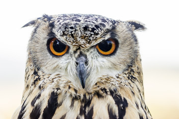 Portrait eines Uhus