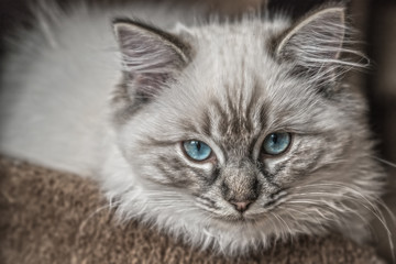 Ragdoll Cat