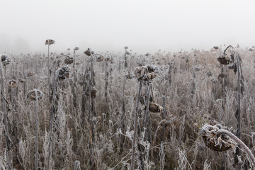 Gefrorenes Feld mit Sonnenblumen