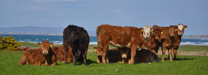 The Herd of happy alive grazing cattle: Cows or Bulls standing outside at the green spring pasture, against the ocean and staring into the camera.Typical Organic farm for natural beef or milk produce - 137138067