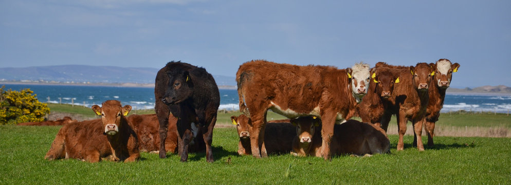 The Herd of happy alive grazing cattle: Cows or Bulls standing outside at the green spring pasture, against the ocean and staring into the camera.Typical Organic farm for natural beef or milk produce