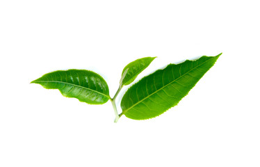 tea leaf on white background