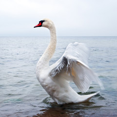 Wild swan flaps wings © tilialucida
