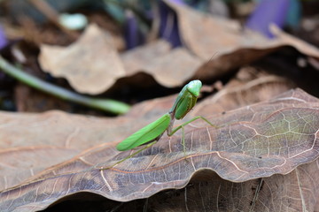 Green mantis