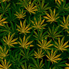 Crowd of Cannabis leaves on black background