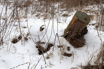 Snowy landscape with a tree stump so cold