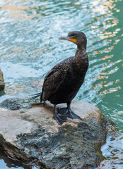 Double-crested Cormorant Stands on Rock