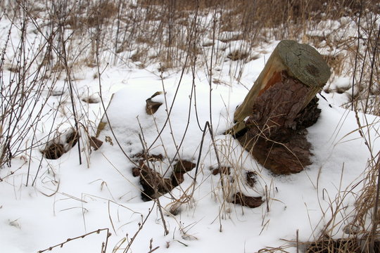 Fototapeta Snowy landscape with a tree stump so cold