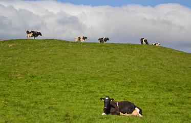Farm life.Herd of few Happy black and white cows or bulls grazing and relaxing outside on the hill. Typical Organic eco ranch with free range cattle for natural milk and other dairy products produce - 137140016