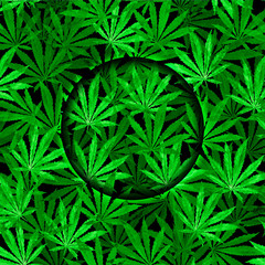 Crowd of Cannabis leaves on black background