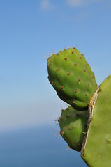 Cactus