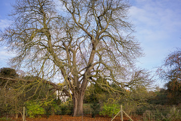 Fototapeta premium Local park land in England