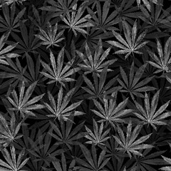 Crowd of Cannabis leaves on black background