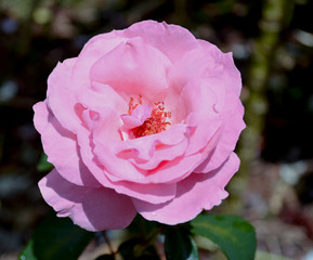 Rosa
