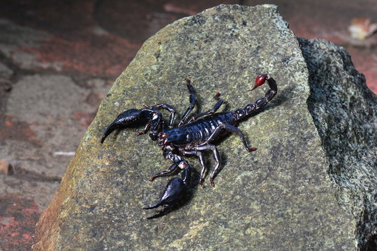 A scorpion posing for the camera.