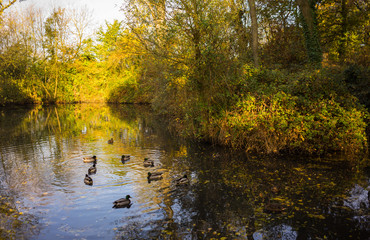 Fototapeta premium A duck pond inside a park