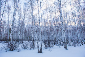 Winter birch forest