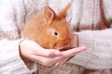 Woman holding cute funny rabbit, closeup