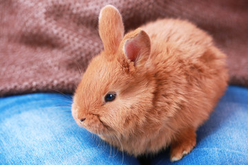 Naklejka premium Woman with cute funny rabbit, closeup