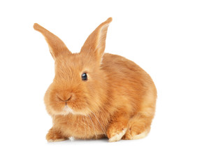 Cute funny rabbit on white background