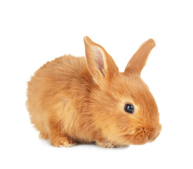 Cute funny rabbit on white background