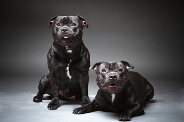 Two dogs. Bulldogs. Black dog.