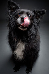 Dog with tongue. Australian Shepherd.