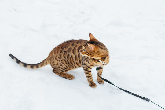 Bengal cat on winter background.