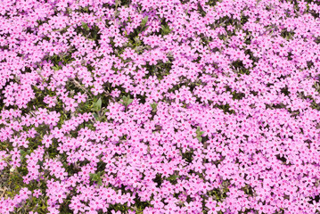 Moss phlox, known as shibazakura in Japanese in full bloom during spring season.