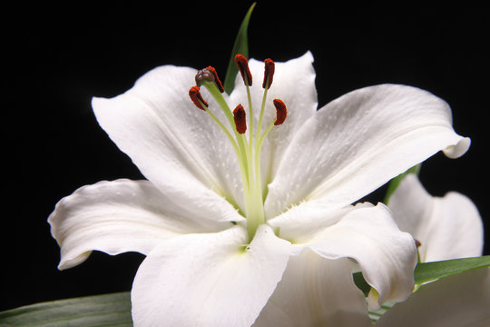Fototapeta lilium flower on black background close-up