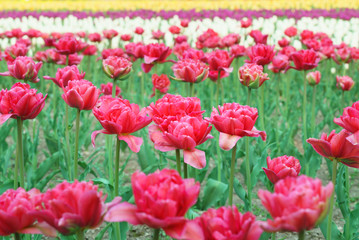 チューリップ　（北海道上湧別町）