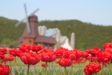 赤いチューリップと風車　(北海道上湧別町）