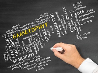 Gametophyt