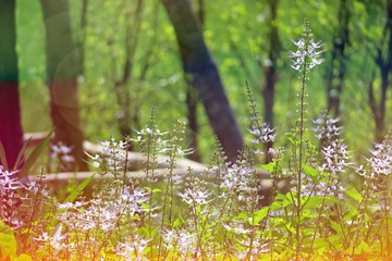 Beautiful nature flowers landscape abstract background