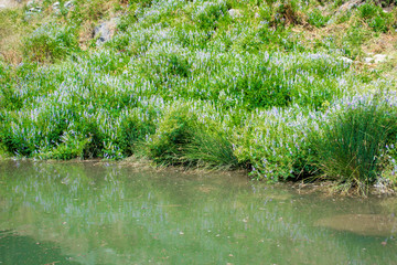 Spring purple flowers in the forest