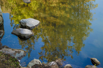 Tree reflection on a lake