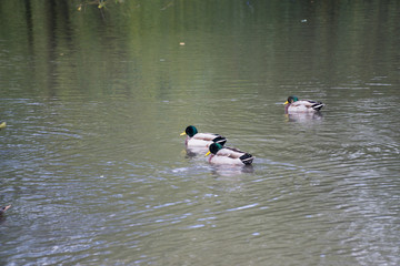 Ducks in a pond in Leicester-shire